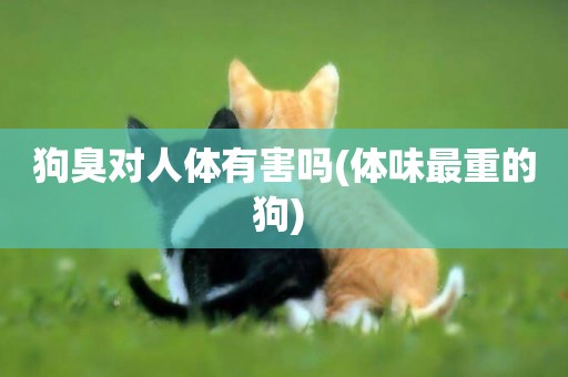 狗臭對人體有害嗎(體味最重的狗) 