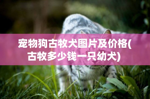 寵物狗古牧犬圖片及價格(古牧多少錢一只幼犬) 