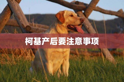 柯基產后要注意事項