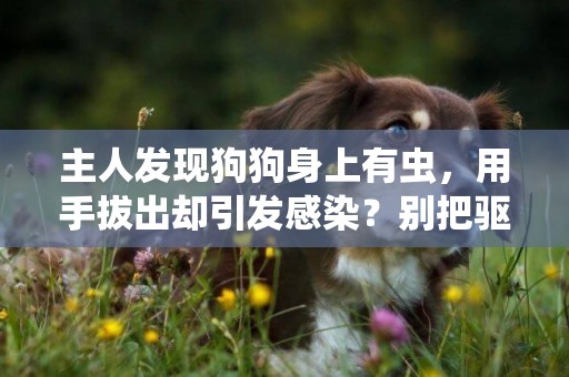 主人發現狗狗身上有蟲，用手拔出卻引發感染？別把驅蟲不當回事 