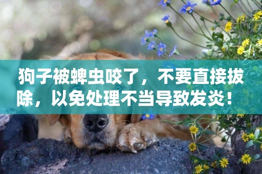 狗子被蜱蟲咬了，不要直接拔除，以免處理不當導致發炎！ 