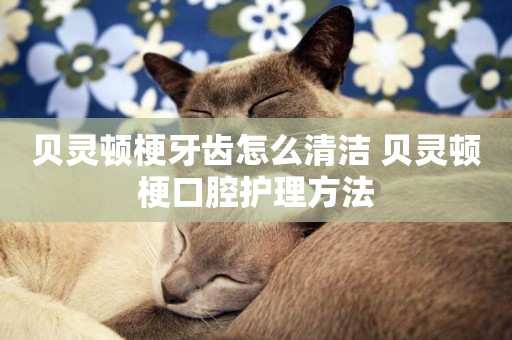 貝靈頓梗牙齒怎么清潔 貝靈頓梗口腔護理方法