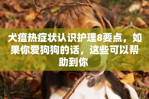 犬瘟熱癥狀認識護理8要點，如果你愛狗狗的話，這些可以幫助到你 