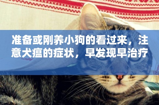 準備或剛養小狗的看過來，注意犬瘟的癥狀，早發現早治療 