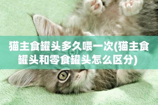 貓主食罐頭多久喂一次(貓主食罐頭和零食罐頭怎么區分) 