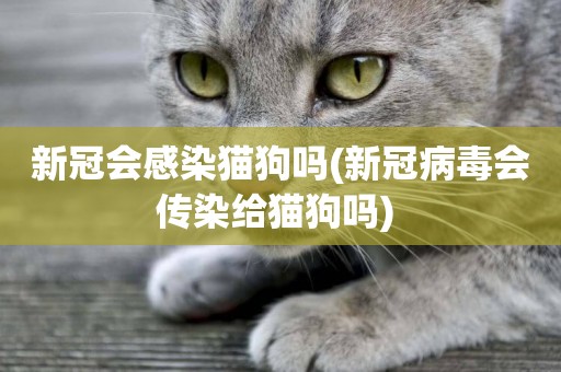 新冠會感染貓狗嗎(新冠病毒會傳染給貓狗嗎) 