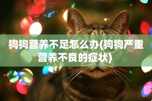 狗狗營養不足怎么辦(狗狗嚴重營養不良的癥狀) 