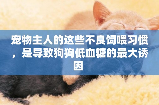 寵物主人的這些不良飼喂習慣，是導致狗狗低血糖的最大誘因 