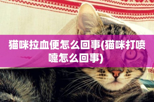 貓咪拉血便怎么回事(貓咪打噴嚏怎么回事) 