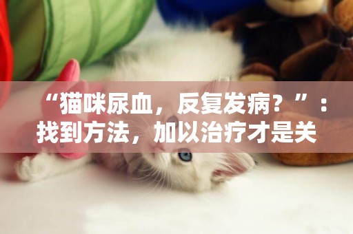“貓咪尿血，反復發病？”：找到方法，加以治療才是關鍵 