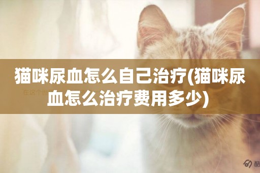 貓咪尿血怎么自己治療(貓咪尿血怎么治療費用多少) 