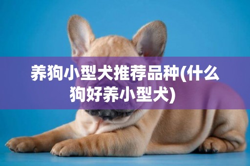 養狗小型犬推薦品種(什么狗好養小型犬) 
