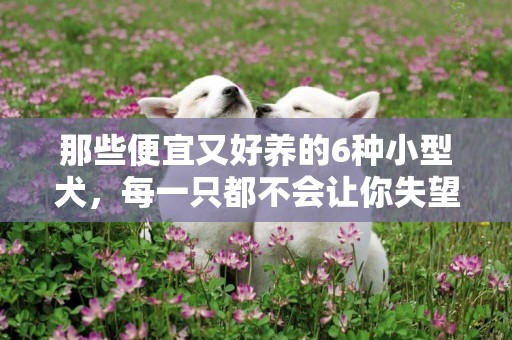 那些便宜又好養的6種小型犬，每一只都不會讓你失望 