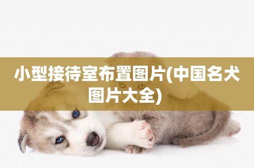小型接待室布置圖片(中國名犬圖片大全) 
