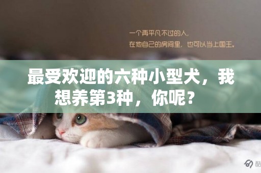 最受歡迎的六種小型犬，我想養第3種，你呢？ 