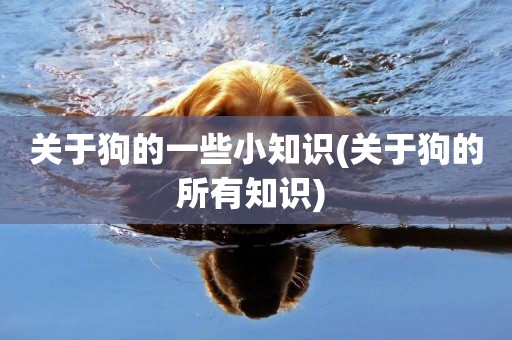 關于狗的一些小知識(關于狗的所有知識) 