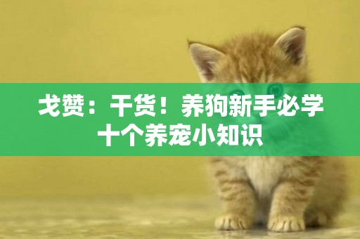 戈贊：干貨！養狗新手必學 十個養寵小知識 