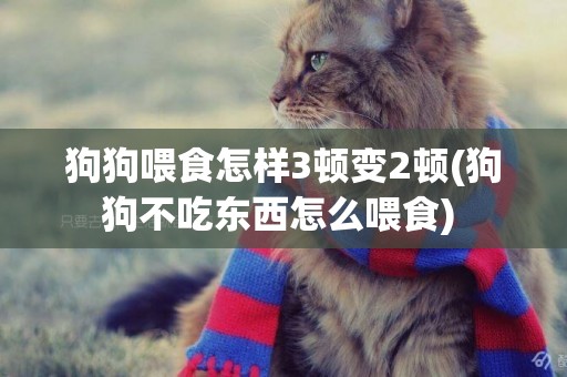 狗狗喂食怎樣3頓變2頓(狗狗不吃東西怎么喂食) 