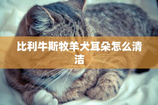比利牛斯牧羊犬耳朵怎么清潔