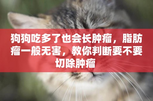 狗狗吃多了也會長腫瘤，脂肪瘤一般無害，教你判斷要不要切除腫瘤 