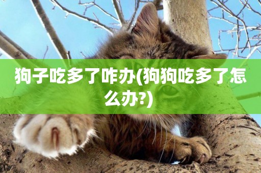狗子吃多了咋辦(狗狗吃多了怎么辦?) 