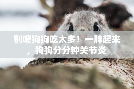 別喂狗狗吃太多！一胖起來，狗狗分分鐘關節炎 