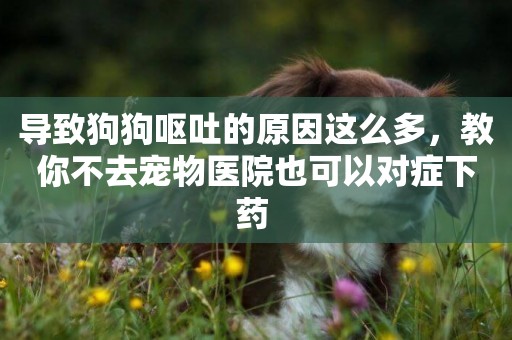 導致狗狗嘔吐的原因這么多，教你不去寵物醫院也可以對癥下藥 