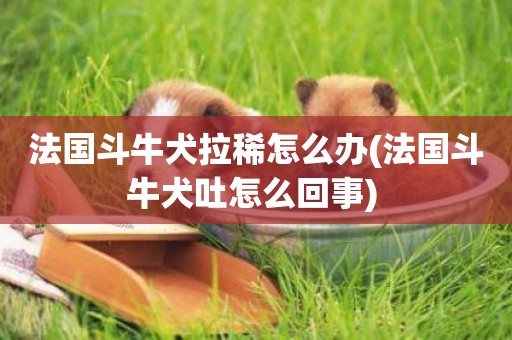 法國斗牛犬拉稀怎么辦(法國斗牛犬吐怎么回事) 