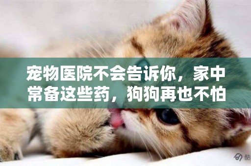 寵物醫院不會告訴你，家中常備這些藥，狗狗再也不怕生病了 