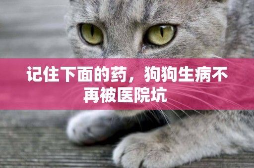 記住下面的藥，狗狗生病不再被醫院坑 