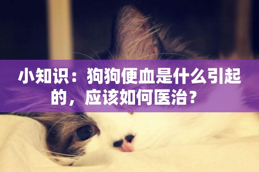 小知識：狗狗便血是什么引起的，應該如何醫治？ 