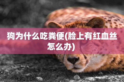 狗為什么吃糞便(臉上有紅血絲怎么辦) 