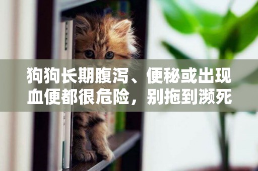 狗狗長期腹瀉、便秘或出現血便都很危險，別拖到瀕死才去醫院 