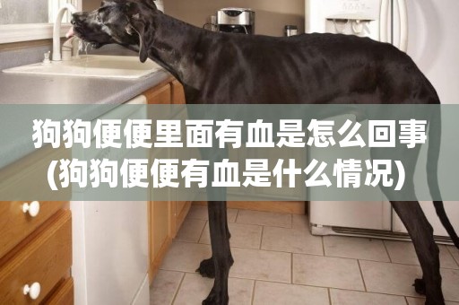 狗狗便便里面有血是怎么回事(狗狗便便有血是什么情況) 