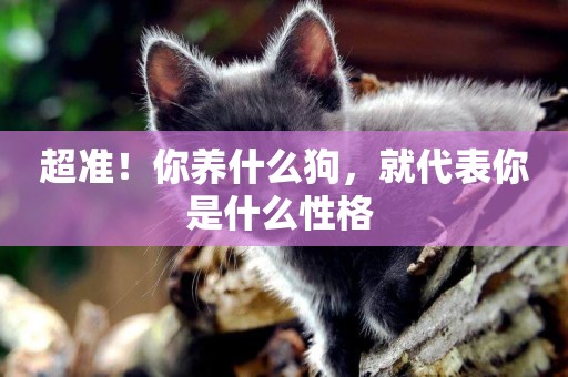 超準！你養什么狗，就代表你是什么性格 