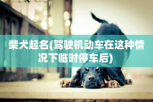 柴犬起名(駕駛機動車在這種情況下臨時停車后) 