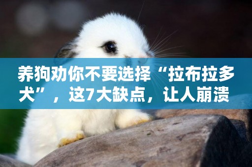 養狗勸你不要選擇“拉布拉多犬”，這7大缺點，讓人崩潰 