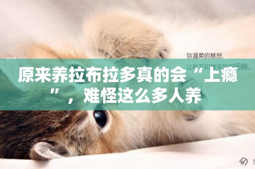 原來養拉布拉多真的會“上癮”，難怪這么多人養 