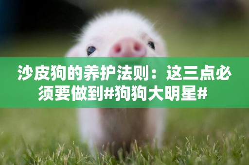 沙皮狗的養護法則：這三點必須要做到#狗狗大明星# 