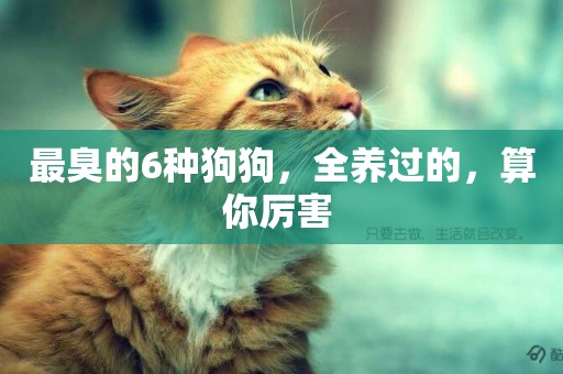 最臭的6種狗狗，全養過的，算你厲害 