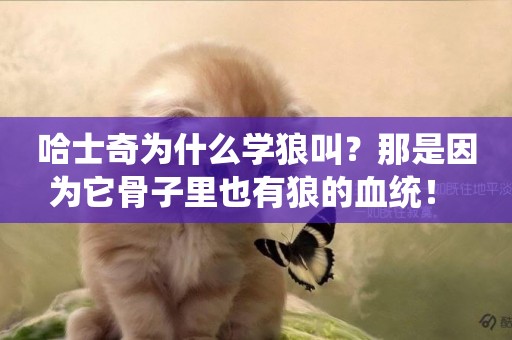 哈士奇為什么學狼叫？那是因為它骨子里也有狼的血統！ 