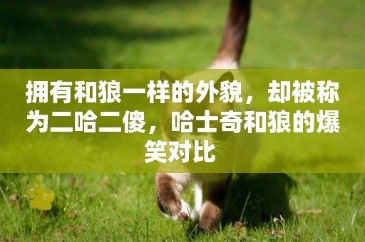 擁有和狼一樣的外貌，卻被稱為二哈二傻，哈士奇和狼的爆笑對比 