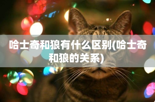 哈士奇和狼有什么區別(哈士奇和狼的關系) 