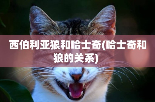 西伯利亞狼和哈士奇(哈士奇和狼的關系) 