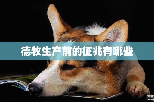 德牧生產前的征兆有哪些
