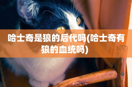 哈士奇是狼的后代嗎(哈士奇有狼的血統嗎) 