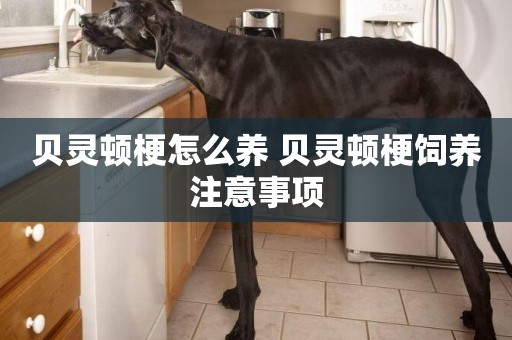 貝靈頓梗怎么養 貝靈頓梗飼養注意事項
