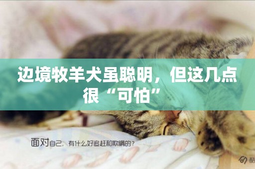 邊境牧羊犬雖聰明，但這幾點很“可怕” 
