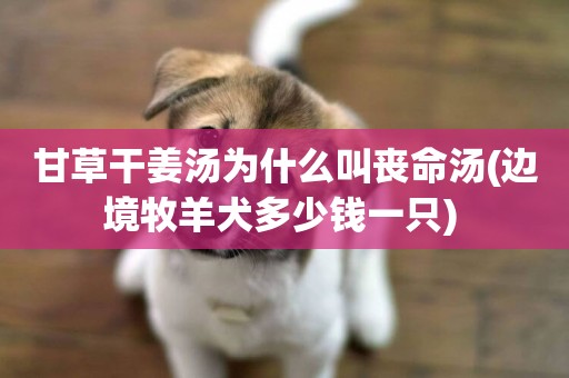 甘草干姜湯為什么叫喪命湯(邊境牧羊犬多少錢一只) 