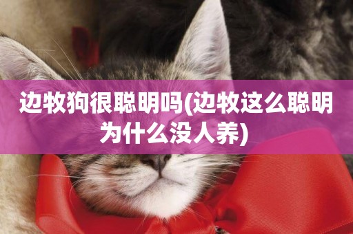 邊牧狗很聰明嗎(邊牧這么聰明為什么沒人養) 